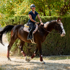 Orient Jumping Saddle Pad